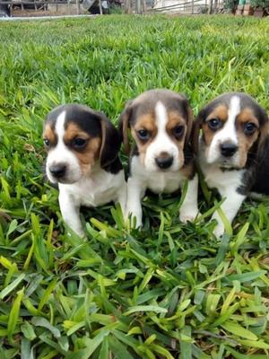 Adorables Beagles D 45dias D Nacidos