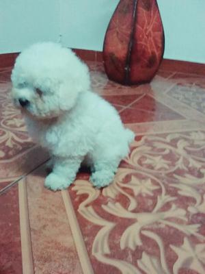 Auténticos Bichon Frise