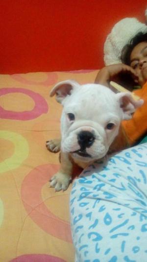 BULDOG INGLES EN VENTA UO Y 4MESES 