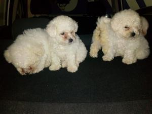 Bichon Frise