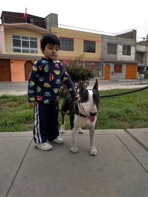 Bull Terrier