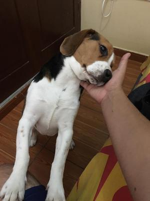 Cachorra Beagle 6 Meses