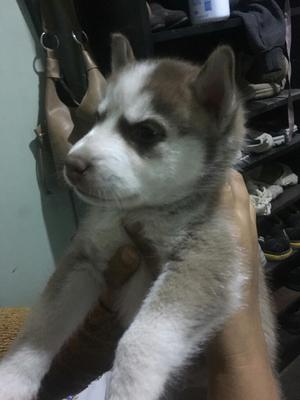 Cachorro Siberian Husky Manto Marron