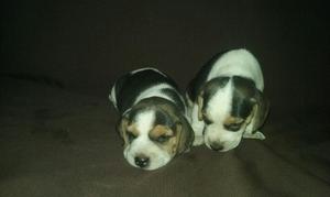 Cachorros Beagles en Venta