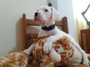 Cachorros Dogo Argentino