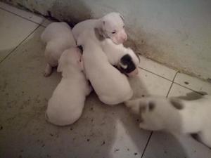 Cachorros Pitbull en Venta