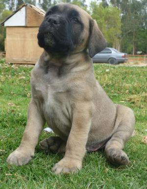 Cachorros Presa Canario