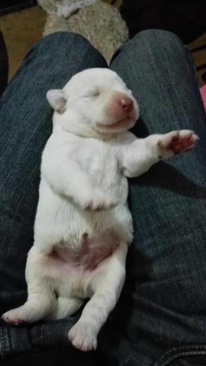 Cachorros de labrador