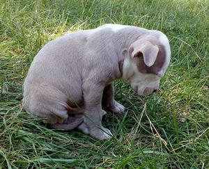 Cachorros en Venda Mas Info Al Imbox