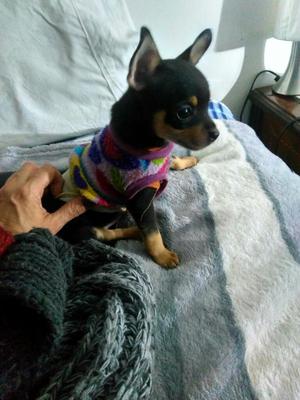 Chihuahua Macho con Pedigree