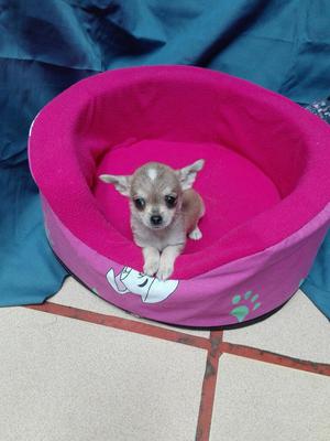 Chihuahuas Toy Hembras