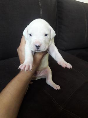 Dogo Argentino