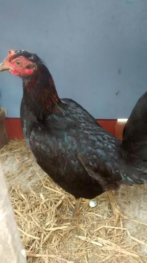 Gallinas para P1c0
