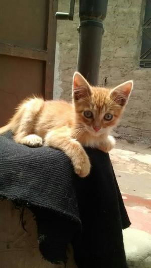 Gatitos en Adopción