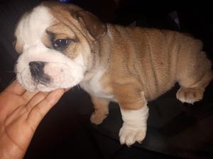 Hermosa Bulldogingles