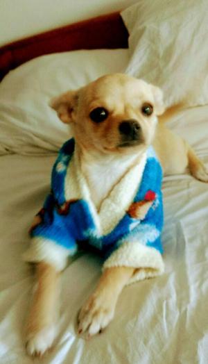 Hermosa Cachorra Chihuahua