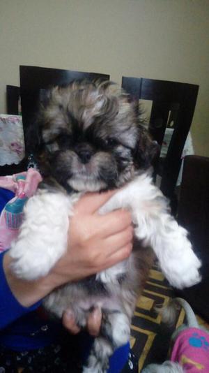 Hermosos Cachorritos Shitzu