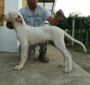 Hermosos Dogo Argentino