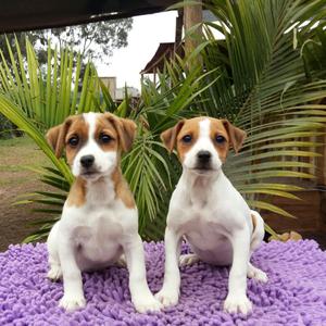 Jack Russell Hembras