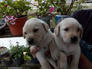 Labrador Retriever cachorros Selectos Vacunados