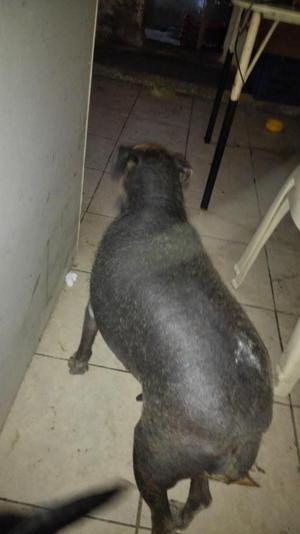 Perrita Peruana en Adopción