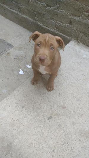 Pitbull Rednose