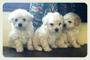 Poodle toy Caniches Blanco nieves amor de cachorros