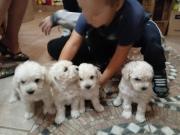 Poodles toy Caniches mini blancos nieves lindos