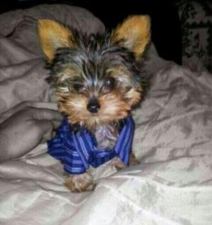 Precioso Yorkshire Yorky Machito