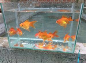 Remato Goldfish Metalicos