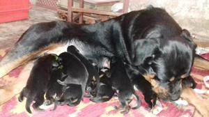 Rottweiler Cachorros