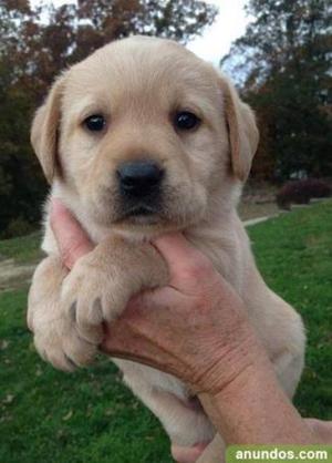 Se Vende Cachorros Labrador