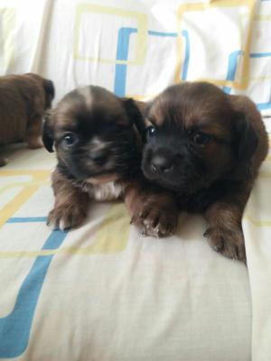 Se Vende Perritos Raza Pequinez