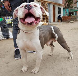 Servicio de Monta a Pitbull O Fusion