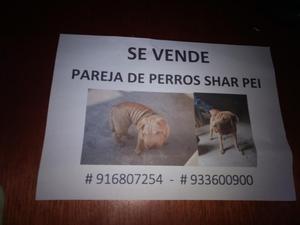 Sharpei Pareja 600 soles