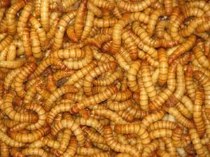 Tenebrio Molitor Larvas Alimento Vivo