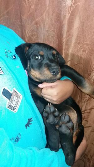 Vendo Cachorra Rottweiler de 5 Meses