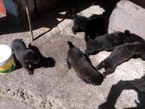 Vendo Cachorro Hermosos Labrador Negro