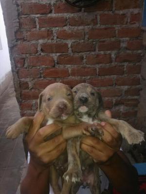 Vendo Cachorros Pitbull