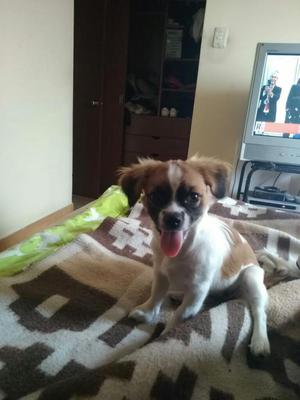 Vendo Perrita Tipo Pequinesa