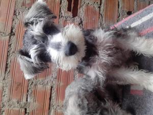 Vendo schnauser 150 soles