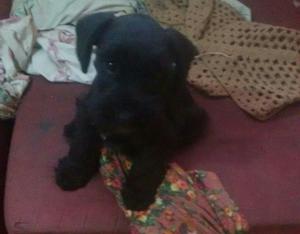 Venta Cachorro Schnauzer