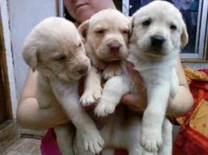 Venta de Cachorros Labradores