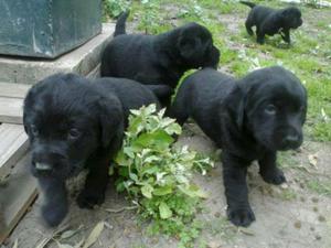 Venta de Cachorros Labradores Negros
