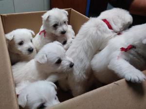 West Highland White Terrier