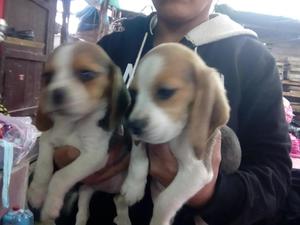 beagles tricolor