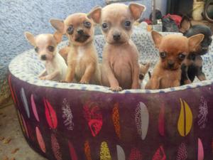 cachorros chihuahua cabeza de pera pigmentados de 2 meses