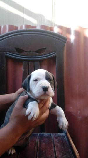 cachorros pitbulls