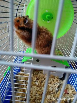 hamster angora pelo largo HEMBRA