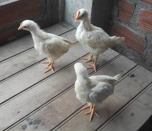 pollitos leghorn